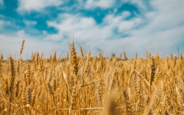 Wie der Krieg gegen die Ukraine die globalen Getreidemärkte destabilisiert