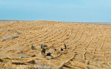 Quinoa könnte in Zentralasien ein riesiges Potenzial haben, wo das Aralseebecken besonders stark von der Versalzung betroffen ist. Foto: ICBA