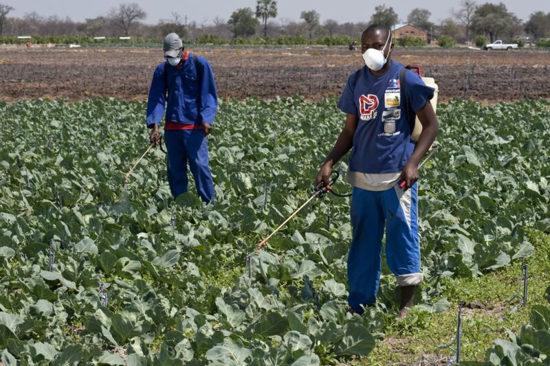 Pest control on a vegetable field in Namibia © Ralf Bäcker, GIZ