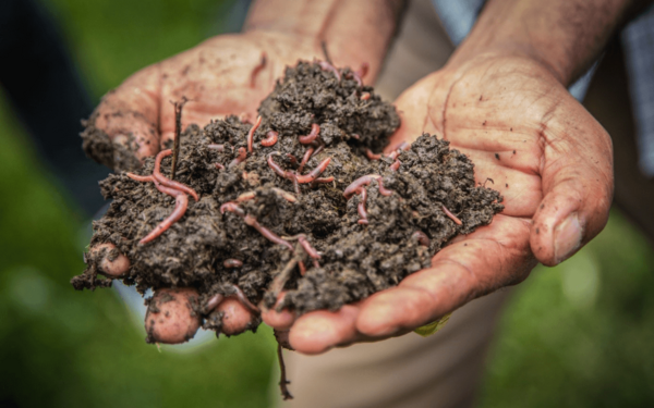 African countries decide to tackle soil health challenges