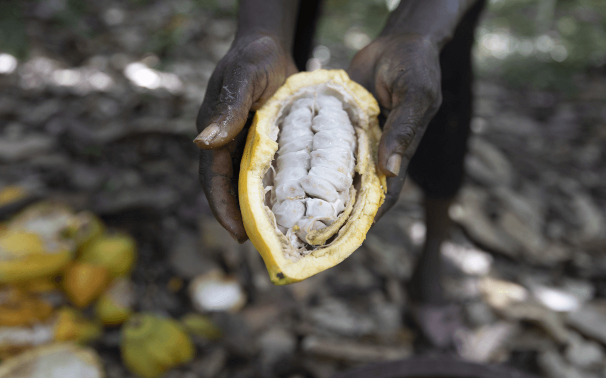 Côte d’Ivoire: Nachhaltigem Kakao auf der Spur