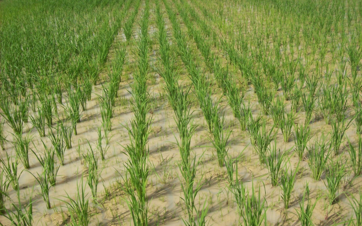 Der Reissektor in Westafrika: Eine politische Herausforderung