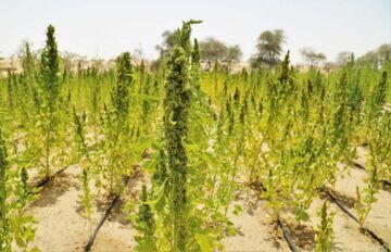 Quinoa could have a huge potential in Central Asia, where the Aral Sea Basin has been especially hard-hit by salinisation. Photo: ICBA