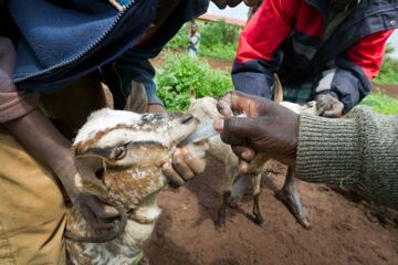 Kenya / Marsabit, Nov. 2011: Deworming of goats. (c) Christoph Püschner/Brot für die Welt