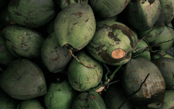 Coconuts, Digitalization and the Future