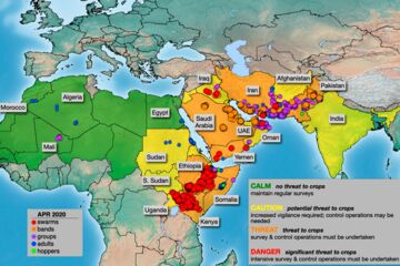 Heuschrecken und Versorgungsrisiken am Horn. Karte: FAO/DLIS