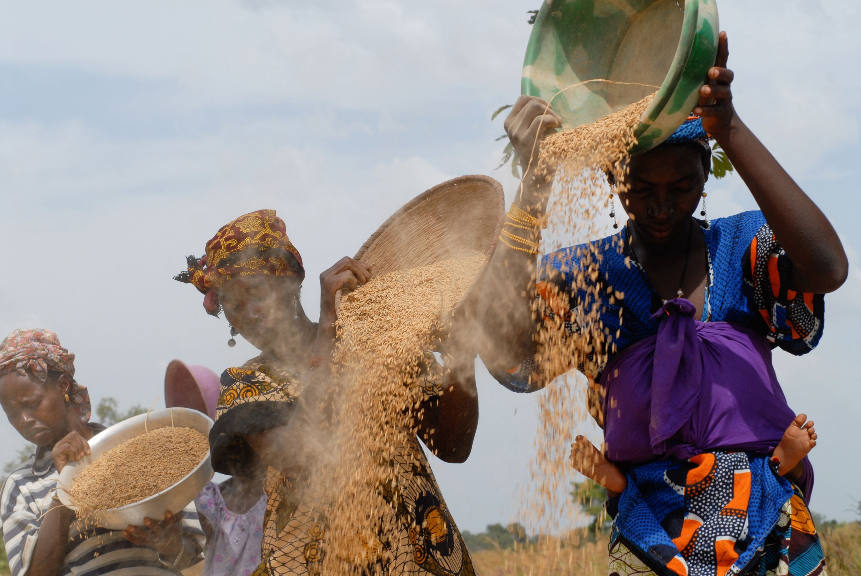 Women thresh rice and separate the chaff from the grain in the village of Banankoro Mali. Photo: Joerg Boethling, GIZ