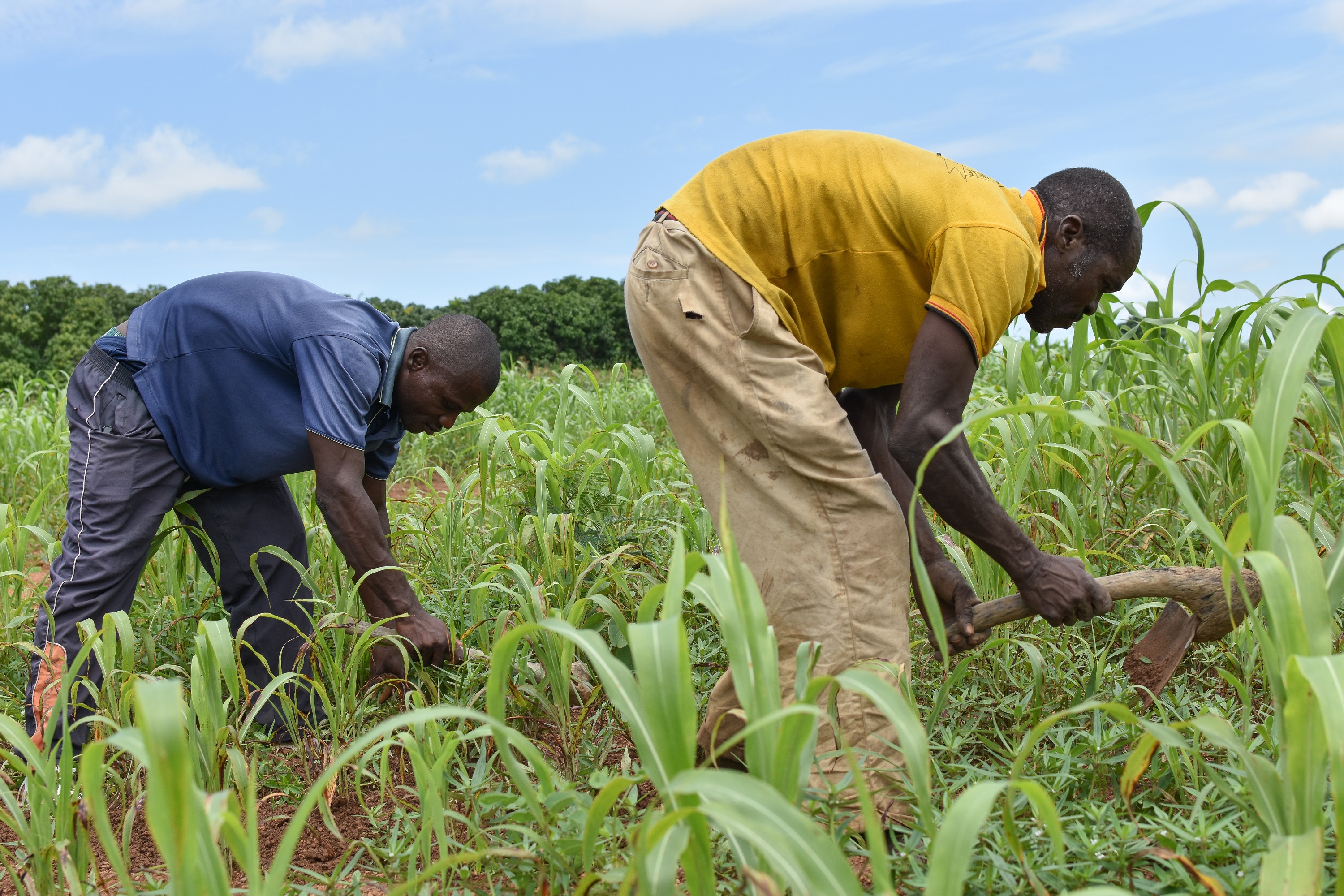 Sustainable agriculture in Burkina Faso. Photo: Aude Rossignol, GIZ