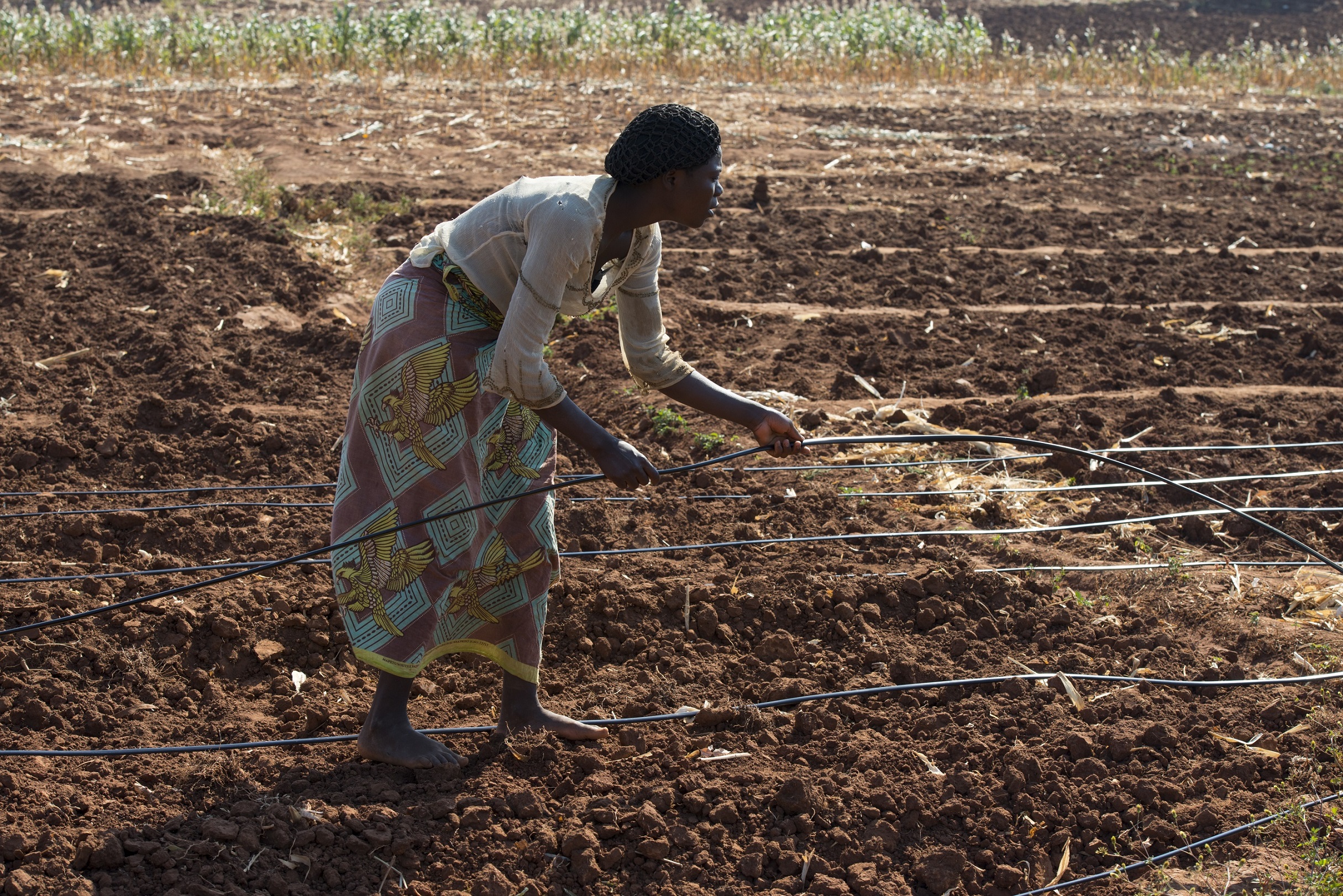 Setting up a drip irrigation system in Malawi. © Jörg Böthling, GIZ