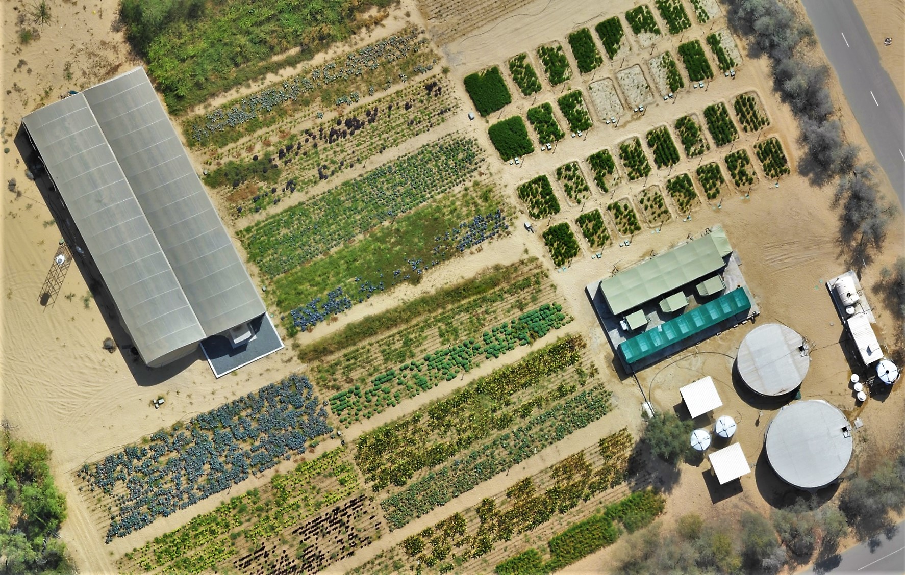 Aerial view of the integrated agri-aquaculture system at ICBA. Photo: ICBA