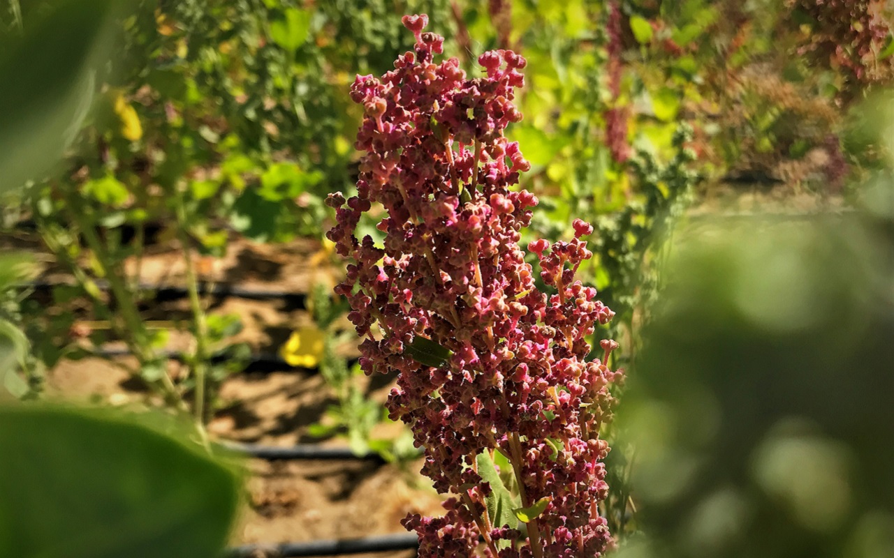Quinoa is a particularly promising crop for drought and salinization affected regions of Central Asia. Photo: ICBA