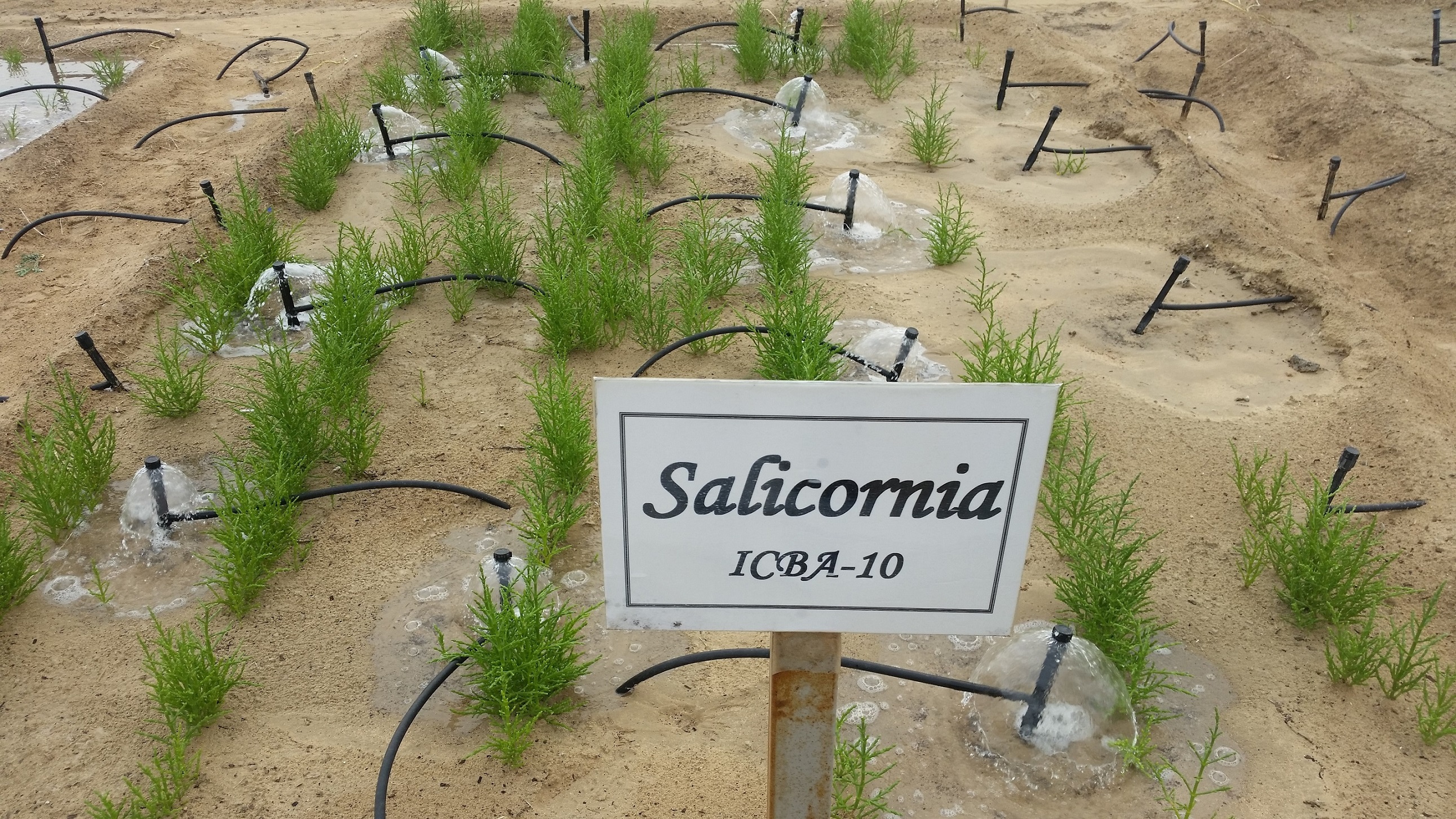 Salicornia is a halophyte that can be used as a vegetable and as forage. Photo: ICBA
