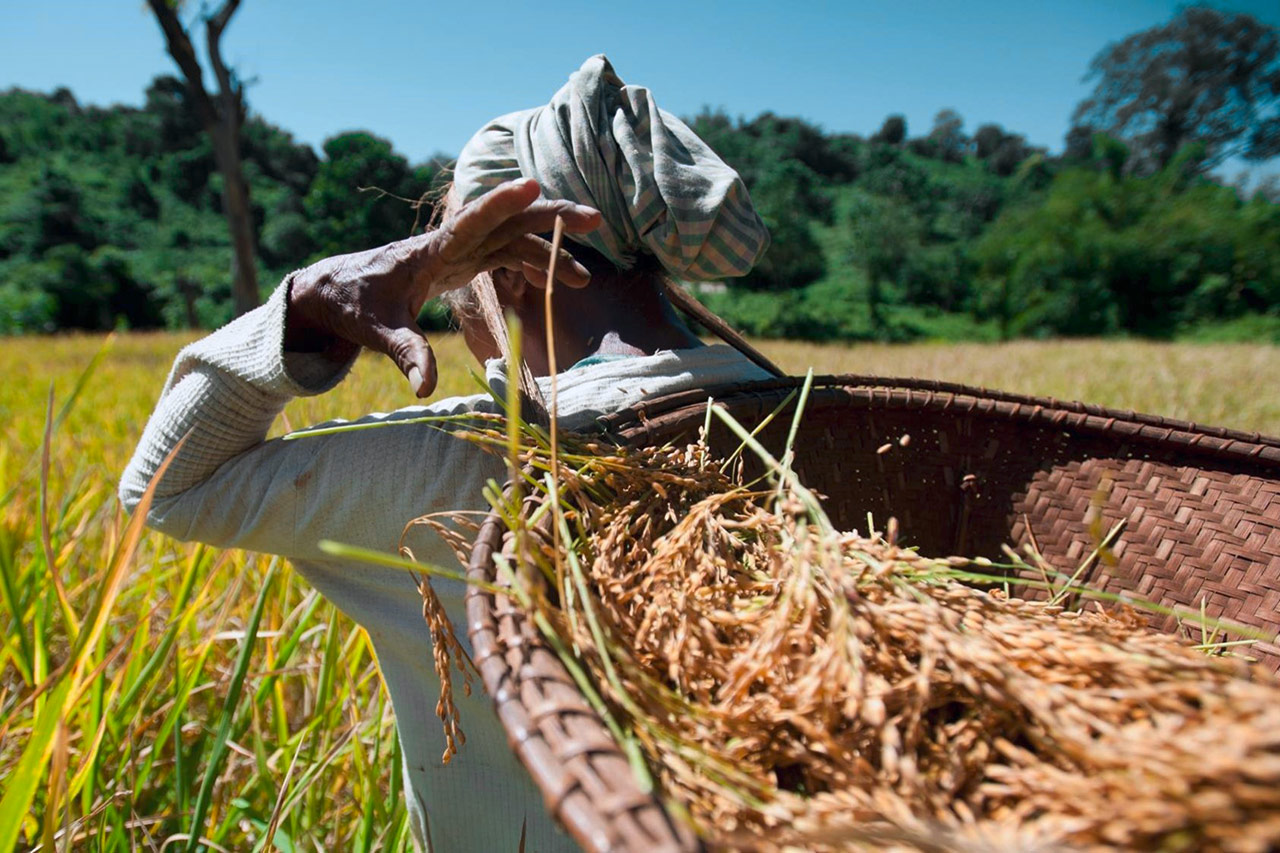 Laborious harvesting by hand. Photo: SAP